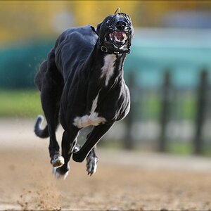 comp Windhund Okt 0731