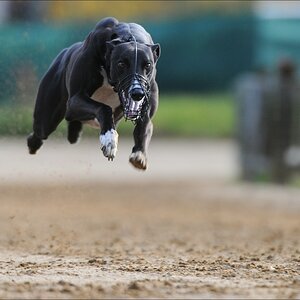comp Windhund Okt 0737
