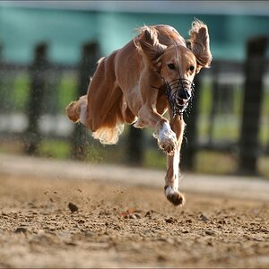 comp Windhund Okt 0796
