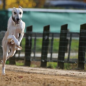 comp Windhund Okt 0841