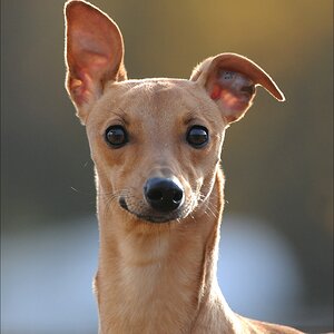 comp Windhund Okt 0881