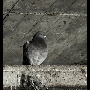 Taube 1 BY DENNIS S