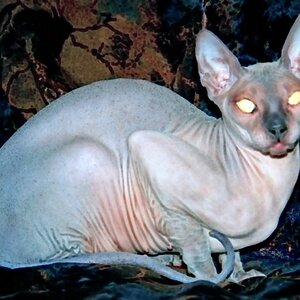 cat