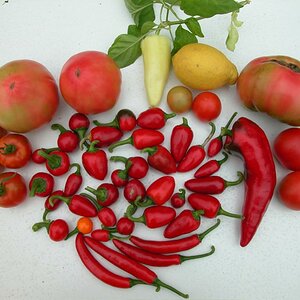 Chili