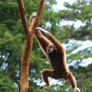 Gibbon