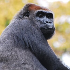 Gorilla