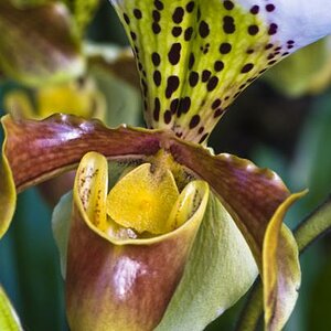 Orchidee