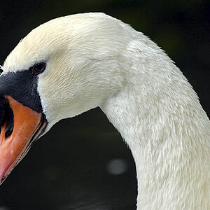 Schwanenhals