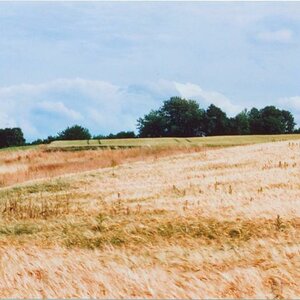 Kornfeld