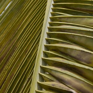 Palme