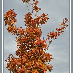 Herbstbaum 01 - Impressionen 2oo8