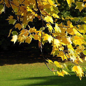 Herbstblätter