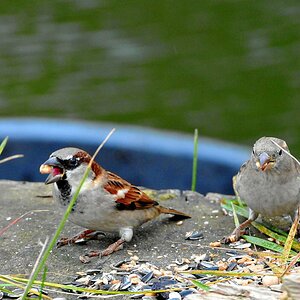 Familie Spatz