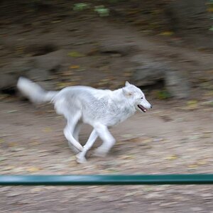 Okt. 2008, Schweiz, Basel, Wolf im Zoo