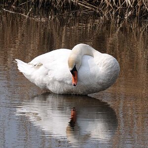 Schwan II