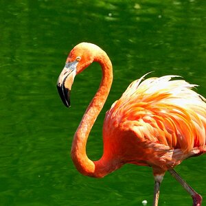 Hagenbeck