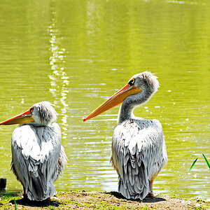 Hagenbeck4