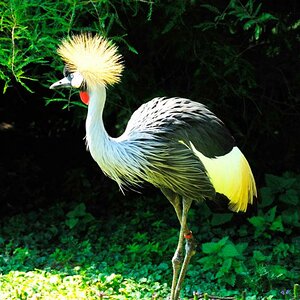 Hagenbeck1