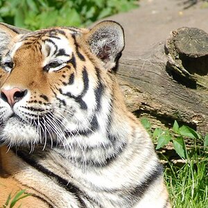 Tiger im Zoo