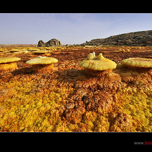 Pilze des Dallol
