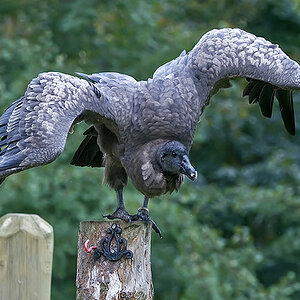 andenkondor