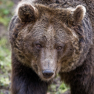 baer