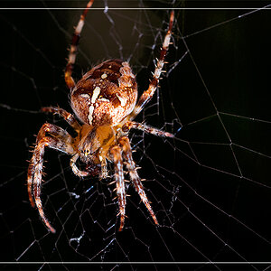 Spinne