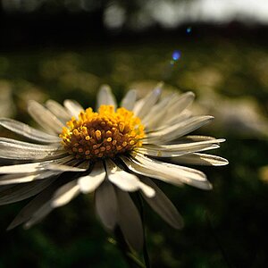 2009 04 07 Weitwinkelmakros Botanischer Garten D7C 6952 ps