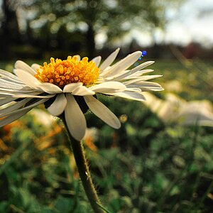 2009 04 07 Weitwinkelmakros Botanischer Garten D7C 6954 cnx
