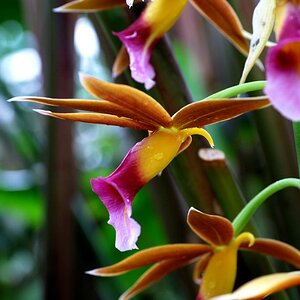 Botanischer Garten München
Orchidee