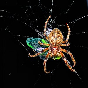 spider