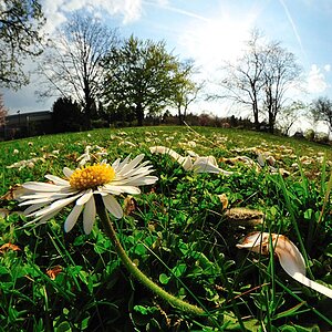 2009 04 07 Weitwinkelmakros Botanischer Garten D7C 6955 crop