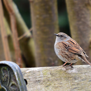 DSC 7859 khg