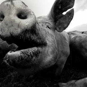 Schwein 002 DXO
