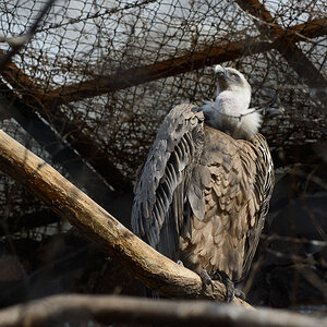 Gänsegeier
Aufgenommen im Zoo Halle