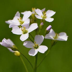 Wiesenschaumkraut