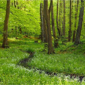 Maiwald