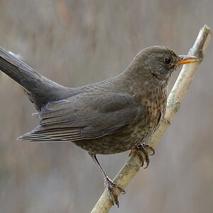 Amsel01