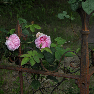 300 8982f: Usedom 2011