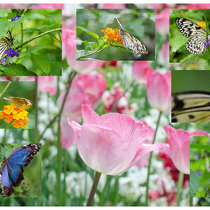 Schmetterlingscollage