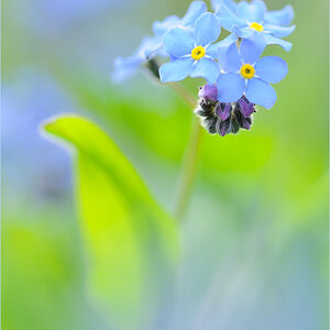 Blue...