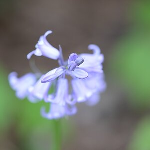 Blüte