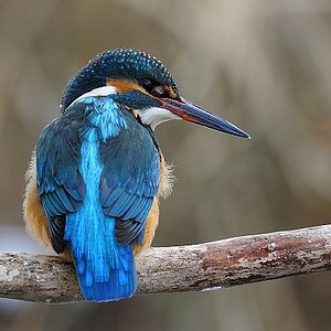 Eisvogel in Bayern