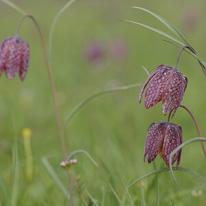 Schachbrettblumen 2