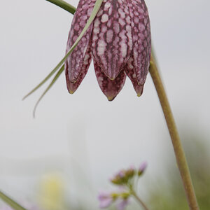 Schachbrettblume 2