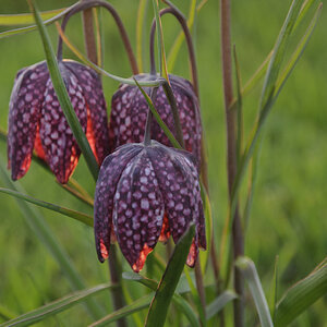 Schachbrettblume