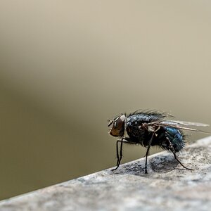 einiger Abstand zwischen Fliege und Linse