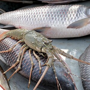 Frische Languste
0036