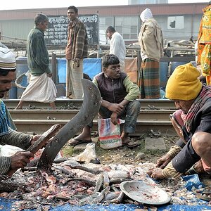 Fische werden gleich vor Ort ausgenommen
0954