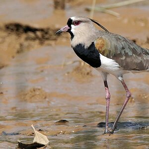 Bronzekiebitz (Southern Lapwing)
Bangara Island
9749